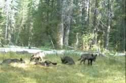 The California Department of Fish and Wildlife (CDFW) has photographic evidence of five gray wolf pups and two adults in Northern California.