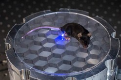 mouse with LED implant
