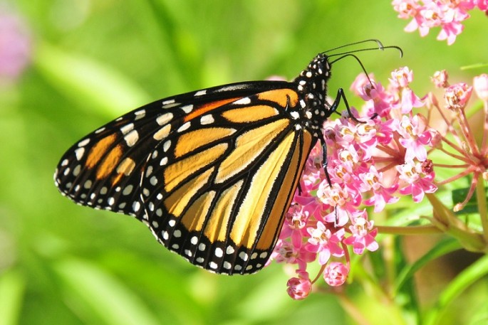 A monarch butterfly feeding on milkweed.