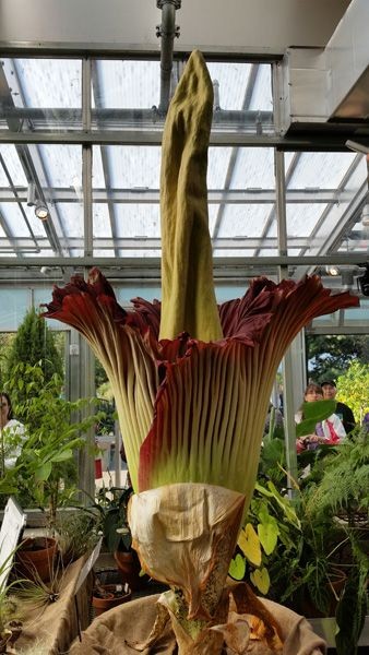 The corpse flower is expected to bloom for several days.