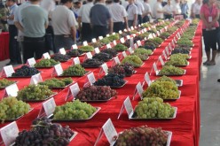 Bountiful grapes! Trays of different grapes greet visitors at the 2015 Turpan Grape Festival.