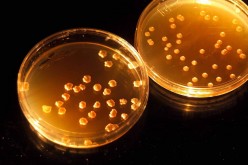 These microbes are based on tiny organisms called cyanobacterium, and can possibly be used to convert toxic atmospheres of planets like Mars and Venus into more hospitable environments. Synthetic biology involves the design and construction of biological 