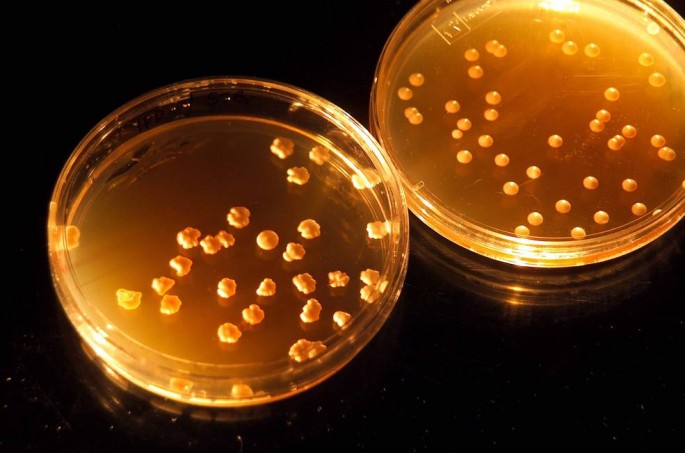 These microbes are based on tiny organisms called cyanobacterium, and can possibly be used to convert toxic atmospheres of planets like Mars and Venus into more hospitable environments. Synthetic biology involves the design and construction of biological 