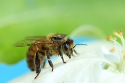 Thousands of honey bees in Australia are being fitted with tiny sensors as part of ‘swarm sensing’ program.
