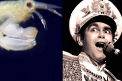 Elton John recently had a new crustacean species, collected by Dr. James Thomas and colleagues from Raja Ampat, Indonesia, named after him.