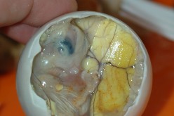 Chicken Embryo