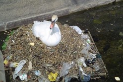 In the year 2050, almost 99 percent of seabirds will have plastic inside their guts.