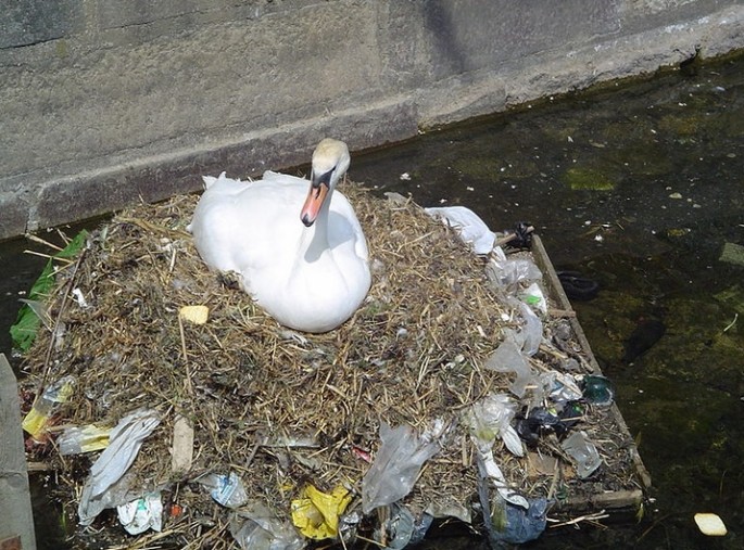 In the year 2050, almost 99 percent of seabirds will have plastic inside their guts.