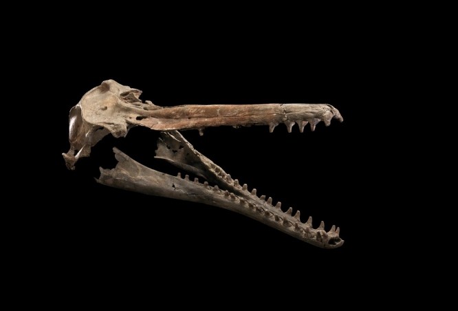 The skull and jaws of Isthminia panamensis, a new fossil dolphin from Panama.