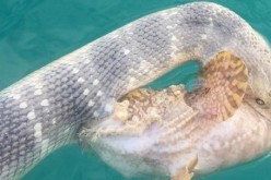 A sea snake and a stonefish locked in fatal battle in Australia.