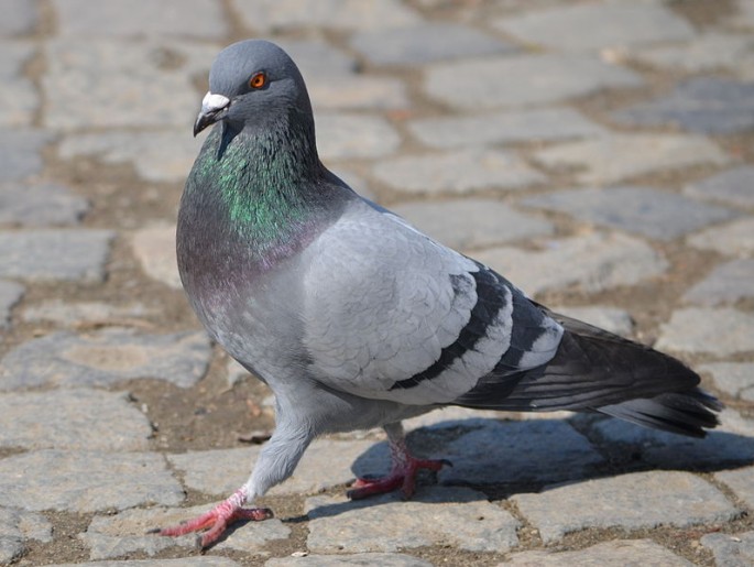 There has reportedly been a foiled plot to disrupt the Sept. 3 military parade with "pigeon bombs."