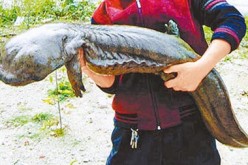 At 23, Han Han is considered as one of the biggest Chinese giant salamanders.