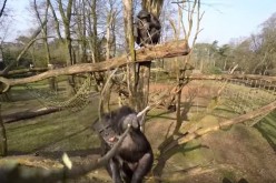 Chimp plans to whack out a drone camera and wins.