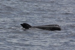 A pair of melon headed whales are now under critical condition on a Waveland beach.