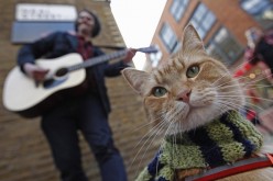 cat in scarf 