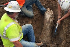 Mammoths and bison fossils were found in a construction site in Carlsbad.