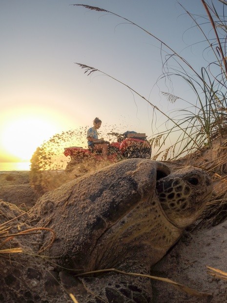 Green turtle finishing her nesting as the sun rises on the Archie Carr National Wildlife Refuge.