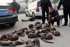 Among the most common illegal meat in China is pangolin meat.