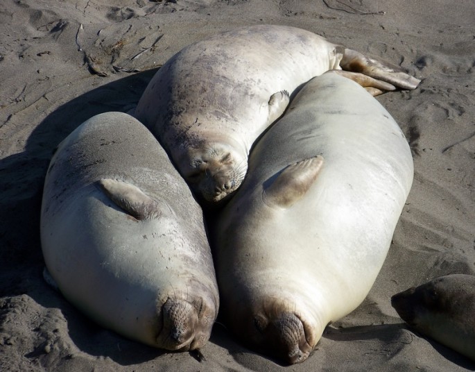 These cute elephant seals are shedding toxic mercury into coastal waters.