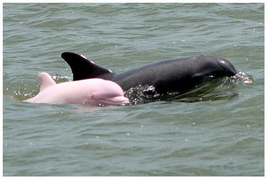 Pinky is an extremely rare bottlenose dolphin found in Calcasieu Lake.