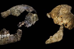 The cranial lateral of the Homo naledi found near the Cradle of Humankind near Johannesburg.