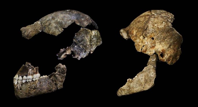 The cranial lateral of the Homo naledi found near the Cradle of Humankind near Johannesburg.