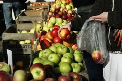 Red and Green Apples 