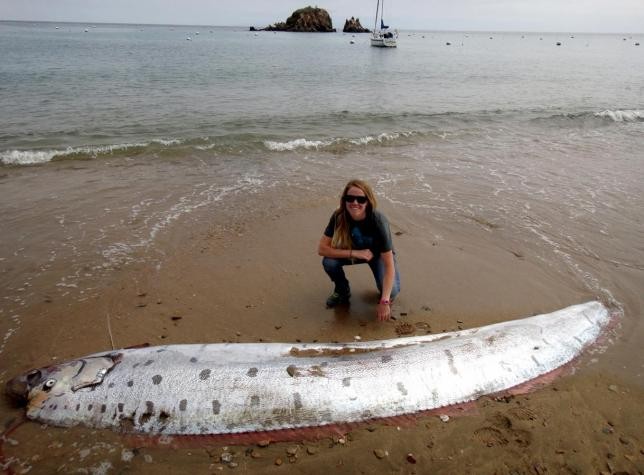 Oarfish rising to the water's surface is believed  to be a sign of an impending earthquake; scientists have noted the creature's sensitivity to seismic shifts.