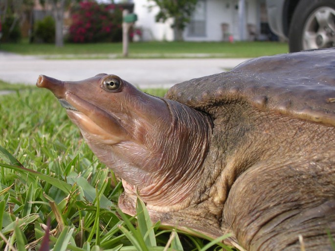 Chinese soft shelled marsh turtles possess unusually long snouts and pointy faces. 
