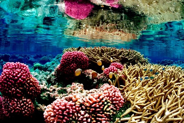 Coral reefs in Hawaii are at risk of bleaching due to rising ocean temperatures to 2 degree Celsius.