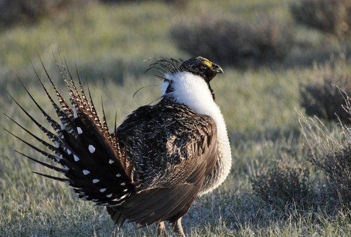 The sage grouse will soon be placed under the Endangered Species Act due to wildfires ravaging their habitats.