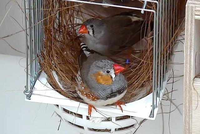 Zebra finches who are paired with the mate of their choice had a 37% higher chance of reproducing successfully.