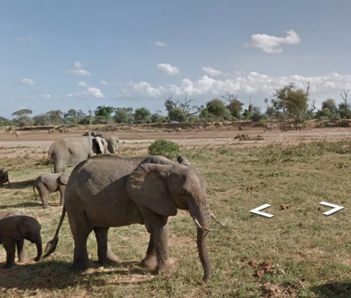 Google Street View launches a safari tour with Kenya's elephants.