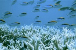 Study warns of loss of marine species