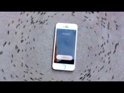 Ants are seen here circling an iPhone in the viral video.