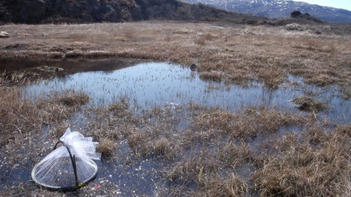 A pond near the Greenland Ice Sheet where Lauren Culler collects mosquitoes.