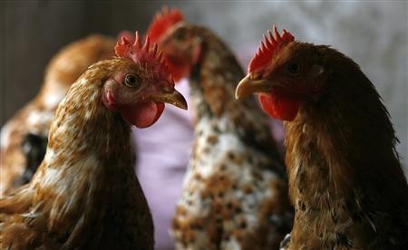 Cage-Free Hens