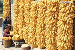Corn production has increased in China, causing prices to go down.