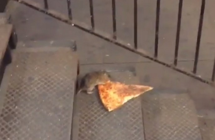 "Pizza Rat"