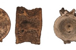 Salmon bone specimens from the Upward Sun River site in Alaska.