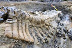 Latest duck-billed dinosaur fossils discovered by scientists prove that some species thrived in the cold