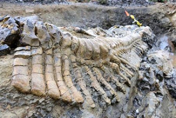 Latest duck-billed dinosaur fossils discovered by scientists prove that some species thrived in the cold