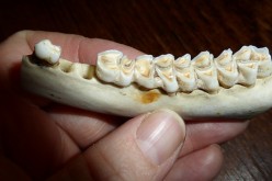 Teeth enamel originates from scales of prehistoric fish.