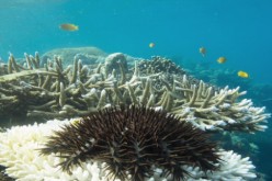 Crown of thorns starfish prey on coral reefs in the Great Barrier Reef.