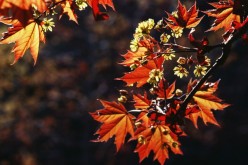 Autumnal equinox arrived, marking major cultural events and weather changes.