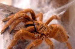 Baboon Tarantula