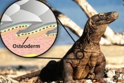 The living Komodo dragon and illustration showing how the osteoderm bone reinforces the scales and acts like body armor.