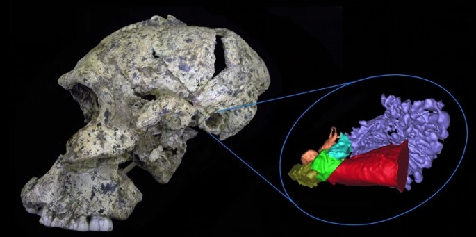 Rolf Quam, assistant professor of anthropology at Binghamton University, conducts research into human fossils dating back to approximately two million years ago to reveal how the hearing pattern resembles chimpanzees, but with some slight differences in t