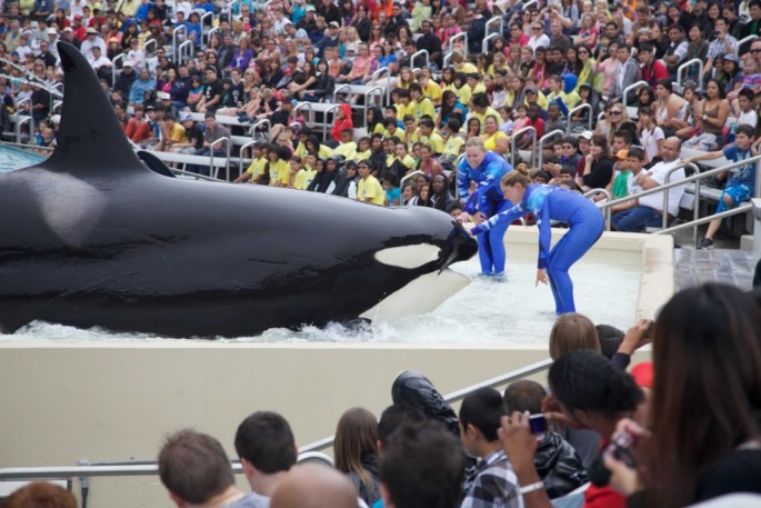 The California Coastal Commission approves SeaWorld's project to build bigger orca tanks but bans whale breedings.