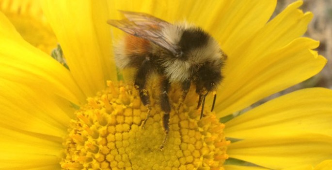 Bombus sylvicola is one of two bumblebee species in the central Rocky Mountains that has responded to a decline in flowering in alpine habitats by evolving a shorter tongue, an adaptation that favors generalist feeding. 